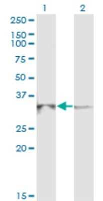 Western Blot: RPP40 Antibody (1G8) [H00010799-M03] - Analysis of RPP40 expression in transfected 293T cell line by RPP40 monoclonal antibody (M03), clone 1G8. Lane 1: RPP40 transfected lysate (Predicted MW: 28 KDa). Lane 2: Non-transfected lysate.