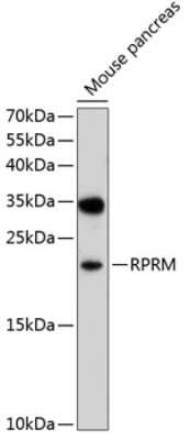 Western Blot: RPRM Antibody [NBP2-95120] - Analysis of extracts of mouse pancreas, using RPRM at 1:1000 dilution.Secondary antibody: HRP Goat Anti-Rabbit IgG (H+L) at 1:10000 dilution.Lysates/proteins: 25ug per lane.Blocking buffer: 3% nonfat dry milk in TBST.Detection: ECL Basic Kit .Exposure time: 30s.