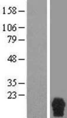 Western Blot: RPRM Overexpression Lysate (Adult Normal) [NBL1-15556] Left-Empty vector transfected control cell lysate (HEK293 cell lysate); Right -Over-expression Lysate for RPRM.