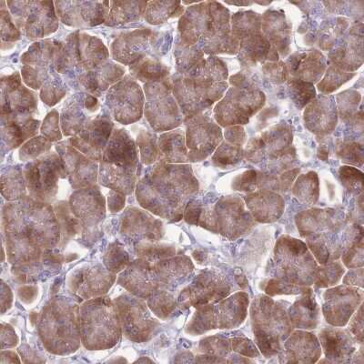 Immunohistochemistry-Paraffin: RPS11 Antibody [NBP2-13262] - Staining of human pancreas shows moderate cytoplasmic positivity in exocrine glandular cells.