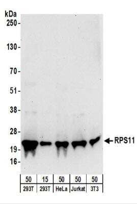 Western Blot: RPS11 Antibody [NBP2-22289] - Whole cell lysate from 293T (15 and 50 ug), HeLa (50 ug), Jurkat (50 ug), and mouse NIH3T3 (50 ug) cells. NBP2-22289 used for WB at 0.1 ug/ml.  Detection: Chemiluminescence with an exposure time of 30 seconds.