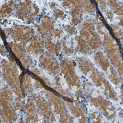Immunohistochemistry-Paraffin: RPS13 Antibody [NBP1-92350] - Staining of human stomach shows cytoplasmic positivity in glandular cells.