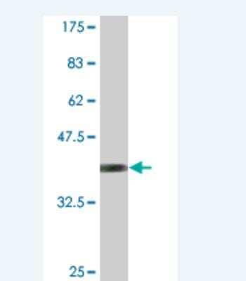 Western Blot: RPS14 Antibody (1B3) [H00006208-M01] - Detection against Immunogen (42.35 KDa) .