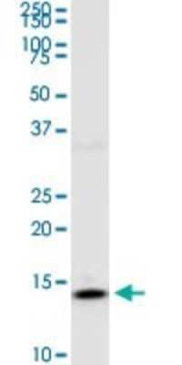 Western Blot: RPS14 Antibody (3G5) [H00006208-M05] - Analysis of RPS14 expression in K-562.