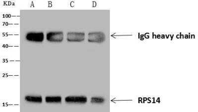 Immunoprecipitation: RPS14 Antibody [NBP3-12555] - Lane A:0.5 mg 293T Whole Cell LysateLane B:0.5 mg HepG2 Whole Cell LysateLane C:0.5 mg Hela Whole Cell LysateLane D:0.5 mg Jurkat Whole Cell Lysate4 uL anti- RPS14 rabbit polyclonal antibody and 60 ug of Immunomagnetic beads Protein A/G.Primary antibody:Anti- RPS14 rabbit polyclonal antibody,at 1:100 dilution Secondary antibody:Goat Anti-Rabbit IgG (H+L)/HRP at 1/10000 dilution Developed using the ECL technique.Performed under reducing conditions.Predicted band size: 17kDaObserved band size :17 kDa