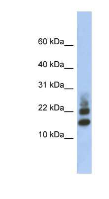 Western Blot RPS15A Antibody