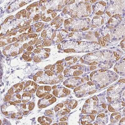 Immunohistochemistry-Paraffin: RPS2 Antibody [NBP2-47295] - Staining of human stomach shows moderate cytoplasmic positivity in glandular cells.