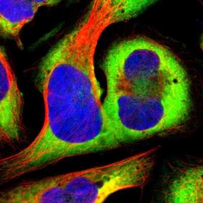 Immunocytochemistry/Immunofluorescence: RPS20 Antibody [NBP1-80804] - Staining of human cell line U-2 OS shows localization to cytosol & endoplasmic reticulum. Antibody staining is shown in green.