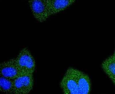 Immunocytochemistry/Immunofluorescence: RPS20 Antibody (SC65-08) [NBP2-67628] - ICC staining RPS20 in Hela cells (green). The nuclear counter stain is DAPI (blue). Cells were fixed in paraformaldehyde, permeabilized with 0.25% Triton X100/PBS.