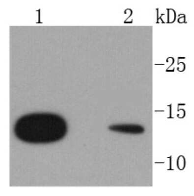 Western Blot: RPS20 Antibody (SC65-08) [NBP2-67628] - Analysis of RPS20 on different lysates using anti-RPS20 antibody at 1/1,000 dilution. Positive control: Lane 1: Hela Lane 2: A431