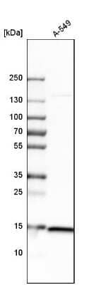 Western Blot: RPS20 Antibody [NBP1-80804] - Analysis in human cell line A-549.