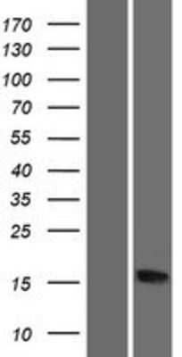 Western Blot: RPS20 Overexpression Lysate (Adult Normal) [NBP2-10138] Left-Empty vector transfected control cell lysate (HEK293 cell lysate); Right -Over-expression Lysate for RPS20.