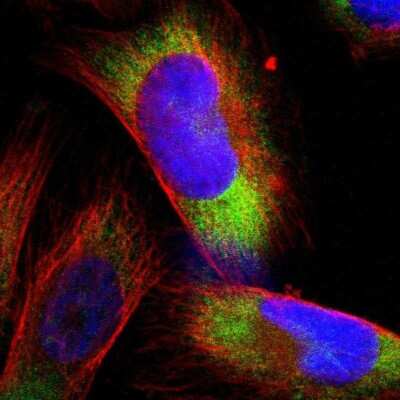 Immunocytochemistry/ Immunofluorescence RPS21 Antibody