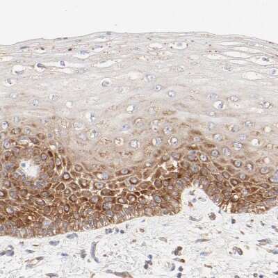 Immunohistochemistry-Paraffin RPS21 Antibody