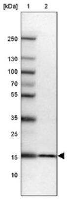 Western Blot: RPS23 Antibody [NBP2-30412] - Lane 1: Marker  [kDa] 250, 130, 100, 70, 55, 35, 25, 15, 10.  Lane 2: HEK 293