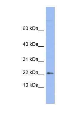 Western Blot RPS24 Antibody