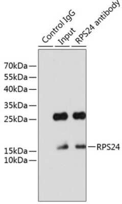 Western Blot: RPS24 Antibody [NBP2-93809] - Analysis of 200ug extracts of HeLa cells using RPS24 at a dilition of 1:1000.