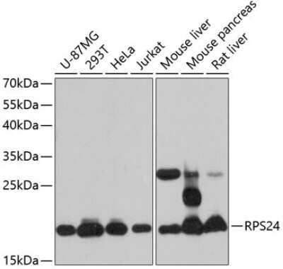 Western Blot RPS24 Antibody - Azide and BSA Free