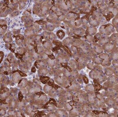 Immunohistochemistry-Paraffin: RPS26 Antibody [NBP1-92352] - Staining of human pancreas shows strong cytoplasmic positivity in exocrine glandular cells.