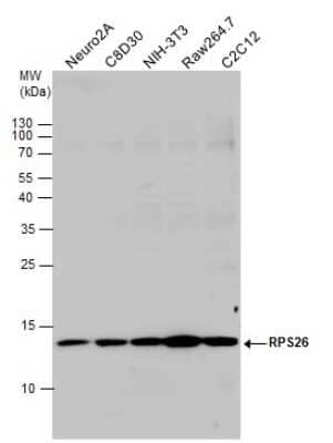 Western Blot: RPS26 Antibody [NBP3-13001] - Various whole cell extracts (30 ug) were separated by 15% SDS-PAGE, and the membrane was blotted with RPS26 antibody (NBP3-13001) diluted at 1:500.