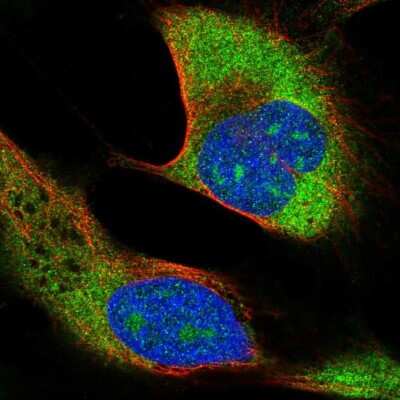 Immunocytochemistry/Immunofluorescence: RPS27L Antibody [NBP2-57624] - Staining of human cell line U-2 OS shows localization to nucleoli, cytosol & endoplasmic reticulum.