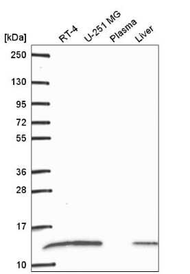 Western Blot: RPS27L Antibody [NBP2-57624] - Western blot analysis in human cell line RT-4, human cell line U-251 MG, human plasma and human liver tissue.