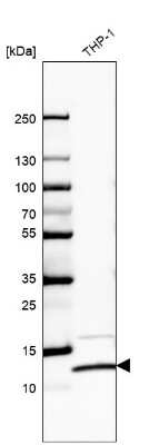 Western Blot: RPS27L Antibody [NBP2-57624] - Analysis in human cell line THP-1.