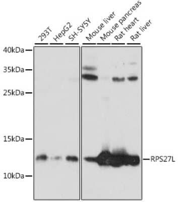 Western Blot: RPS27L Antibody [NBP2-94193] - Analysis of extracts of various cell lines, using RPS27L at 1:1000 dilution. Secondary antibody: HRP Goat Anti-Rabbit IgG (H+L) at 1:10000 dilution. Lysates/proteins: 25ug per lane. Blocking buffer: 3% nonfat dry milk in TBST. Detection: ECL Basic Kit . Exposure time: 2s.