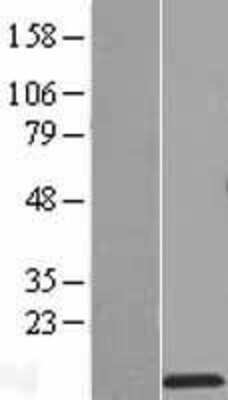 Western Blot RPS27L Overexpression Lysate