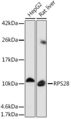 Western Blot RPS28 Antibody - Azide and BSA Free