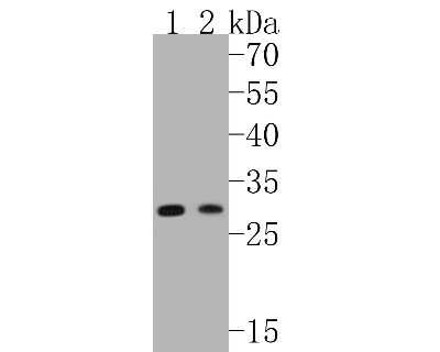 Western Blot: RPS3 Antibody (SA46-08) [NBP2-67301] - Western blot analysis of RPS3 on different lysates. Proteins were transferred to a PVDF membrane and blocked with 5% BSA in PBS for 1 hour at room temperature. The primary antibody (1/500) was used in 5% BSA at room temperature for 2 hours. Goat Anti-Rabb