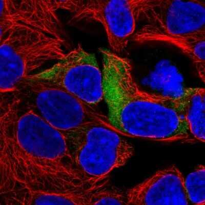 <b>Independent Antibodies Validation. </b>Immunocytochemistry/Immunofluorescence: RPS3A Antibody [NBP2-13264] - Staining of human cell line HEK 293 shows positivity in cytoplasm.