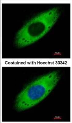 Immunocytochemistry/Immunofluorescence: RPS3A Antibody [NBP2-20225] - Immunofluorescence analysis of paraformaldehyde-fixed HeLa, using antibody at 1:500 dilution.