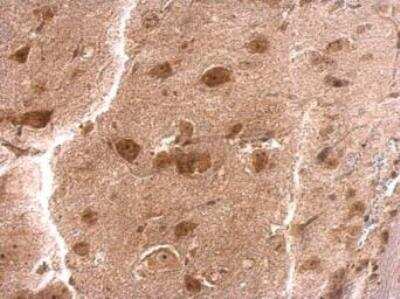 Immunohistochemistry-Paraffin: RPS3A Antibody [NBP1-31598] - Mouse brain stem. RPS3A antibody dilution: 1:200. Antigen Retrieval: Trilogy (EDTA based, pH 8.0) buffer, 15min.