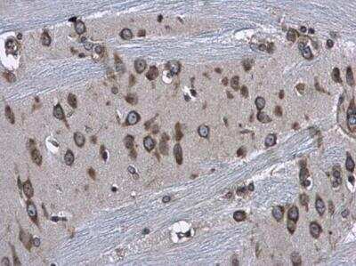 Immunohistochemistry-Paraffin: RPS3A Antibody [NBP2-20225] - Rat brain. RPS3A antibody diluted at 1:500. Antigen Retrieval: Citrate buffer, pH 6.0, 15 min. 