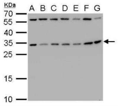 Western Blot RPS3A Antibody - BSA Free