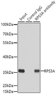 Western Blot: RPS3A Antibody [NBP2-94503] - Analysis of 200ug extracts of MCF7 cells using RPS3A at a dilition of 1:500.