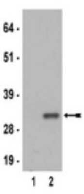 Western Blot: RPS6 [p Ser235] Antibody (MC27) [NBP2-29667] - 3T3 cell lysate from serum starved cells (lane 1), and serum-stimulated cells (lane 2) were resolved by SDS-PAGE, transferred to nitrocellulose, and probed with anti-phospho-Ribosomal Protein S6, MC27 (1:1,000 dilution).  Proteins were visualized using a goat anti-rabbit secondary antibody conjugated to HRP and a chemiluminescence detection system.  Arrow indicates phosphorylated ribosomal protein S6 (30 kDa).