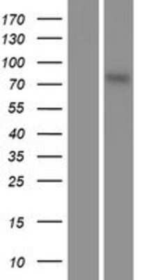 Western Blot: RPS6KA5 Overexpression Lysate (Adult Normal) [NBP2-09810] Left-Empty vector transfected control cell lysate (HEK293 cell lysate); Right -Over-expression Lysate for RPS6KA5.