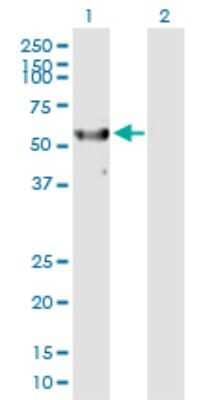 Western Blot: RPS6KL1 Antibody [H00083694-B01P] - Analysis of RPS6KL1 expression in transfected 293T cell line by RPS6KL1 polyclonal antibody.  Lane1:RPS6KL1 transfected lysate(59.51 KDa). Lane2:Non-transfected lysate.