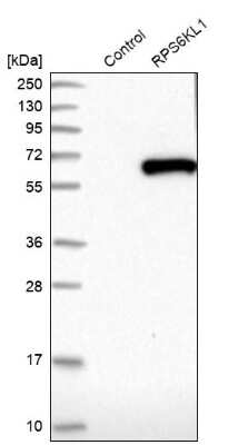 Western Blot: RPS6KL1 Antibody [NBP1-81225] - Analysis in control (vector only transfected HEK293T lysate) and RPS6KL1 over-expression lysate (Co-expressed with a C-terminal myc-DDK tag (3.1 kDa) in mammalian HEK293T cells).