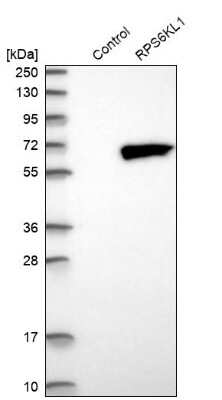 Western Blot: RPS6KL1 Antibody [NBP1-81226] - Analysis in control (vector only transfected HEK293T lysate) and RPS6KL1 over-expression lysate (Co-expressed with a C-terminal myc-DDK tag (3.1 kDa) in mammalian HEK293T cells).