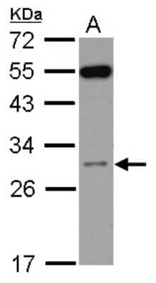 Western Blot: RPS8 Antibody [NBP2-20228] - Sample (30 ug of whole cell lysate) A: HepG2 12% SDS PAGE gel, diluted at 1:1000.