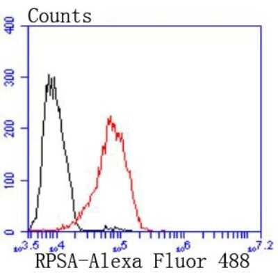 Flow Cytometry: RPSA Antibody (JF0955) [NBP2-67117] - Analysis of MCF-7 cells with RPSA antibody at 1/50 dilution (red) compared with an unlabelled control (cells without incubation with primary antibody; black). Alexa Fluor 488-conjugated goat anti rabbit IgG was used as the secondary antibody.