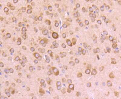 Immunohistochemistry-Paraffin: RPSA Antibody (JF0955) [NBP2-67117] - Analysis of paraffin-embedded mouse brain tissue using anti-RPSA antibody. Counter stained with hematoxylin.