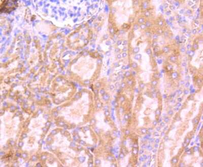 Immunohistochemistry-Paraffin: RPSA Antibody (JF0955) [NBP2-67117] - Analysis of paraffin-embedded mouse kidney tissue using anti-RPSA antibody. Counter stained with hematoxylin.
