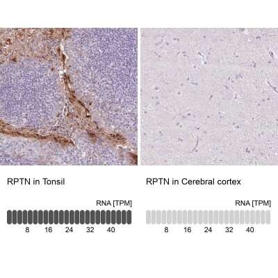Immunohistochemistry-Paraffin RPTN Antibody - BSA Free