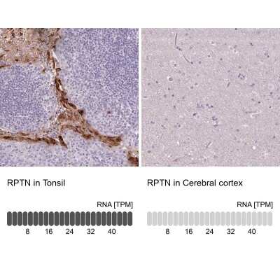 Immunohistochemistry-Paraffin: RPTN Antibody [NBP2-38159] - Staining in human tonsil and cerebral cortex tissues using anti-RPTN antibody. Corresponding RPTN RNA-seq data are presented for the same tissues.