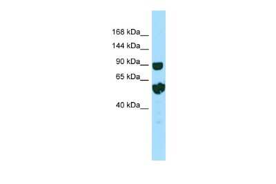 Western Blot RPTN Antibody - BSA Free