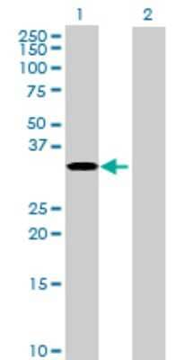 Western Blot RPUSD1 Antibody - Azide and BSA Free
